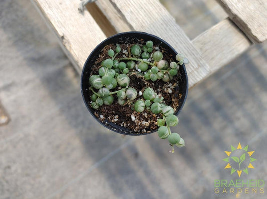 Variegated String of Pearls