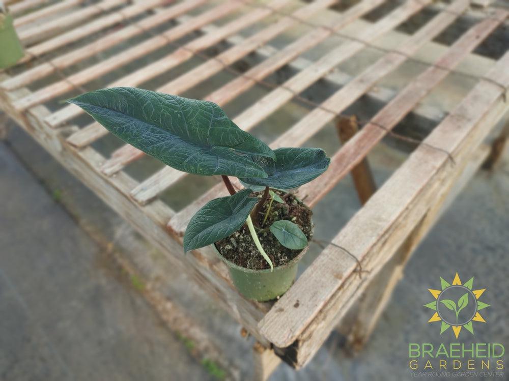 Alocasia Scalprum