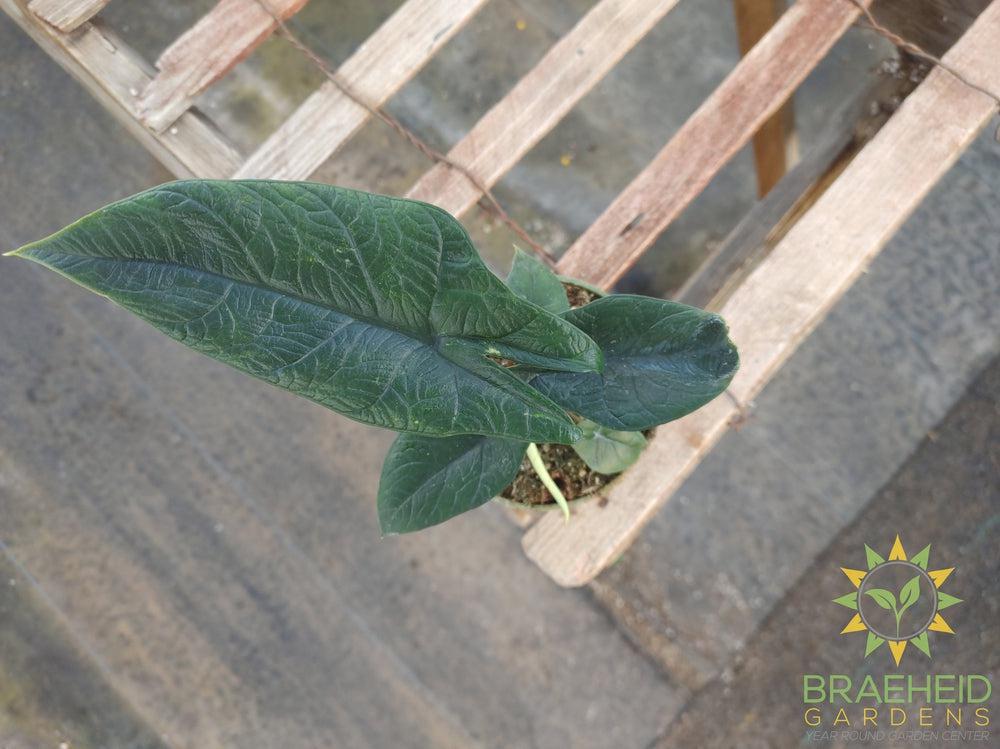 Alocasia Scalprum