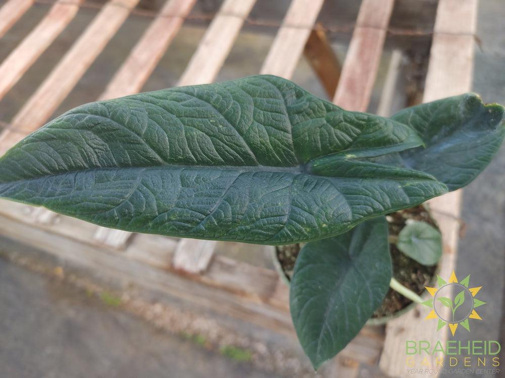 Alocasia Scalprum