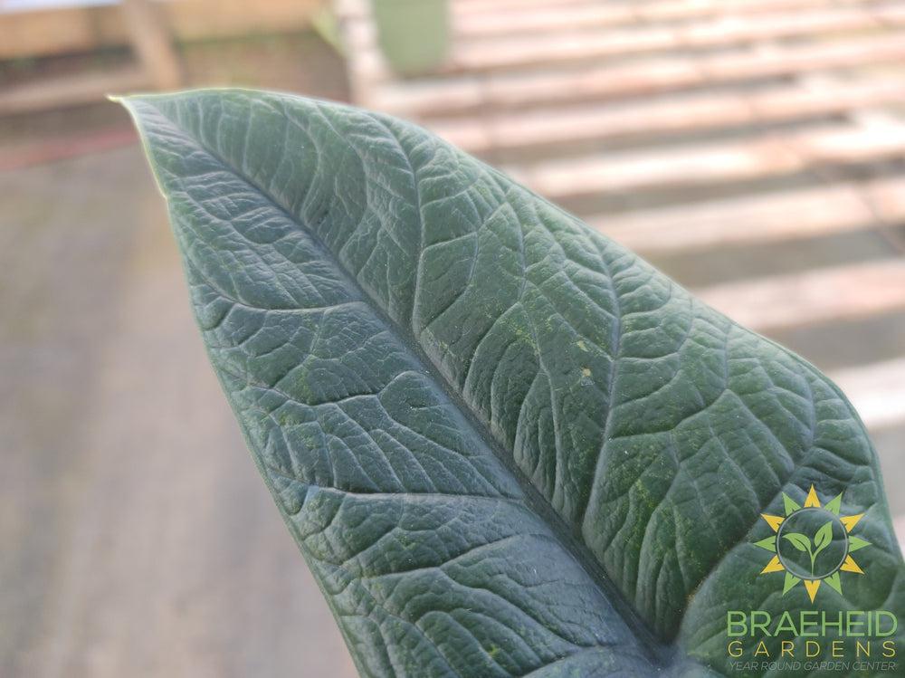 Alocasia Scalprum