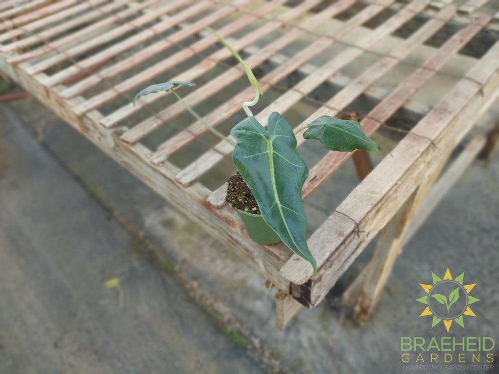 Alocasia Sarian