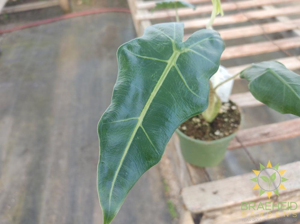 Alocasia Sarian