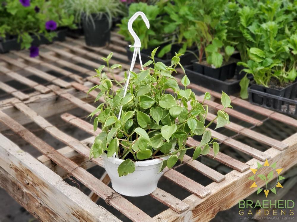 Peperomia scandens Variegata Hanging Basket