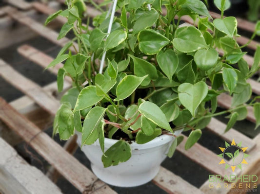 Peperomia scandens Variegata Hanging Basket