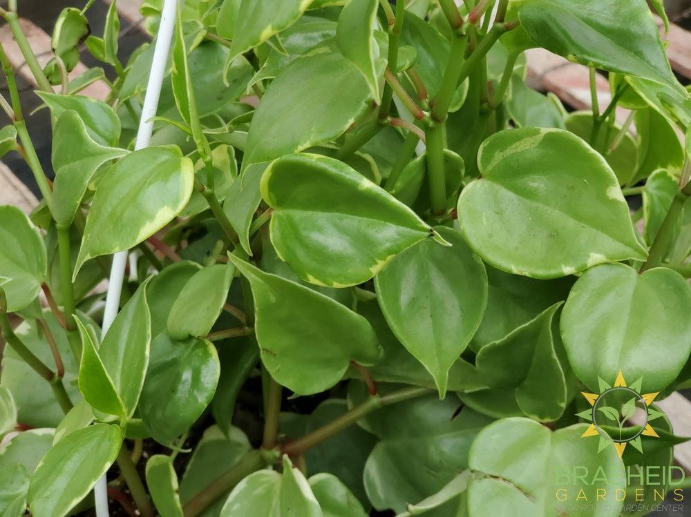 Peperomia scandens Variegata Hanging Basket