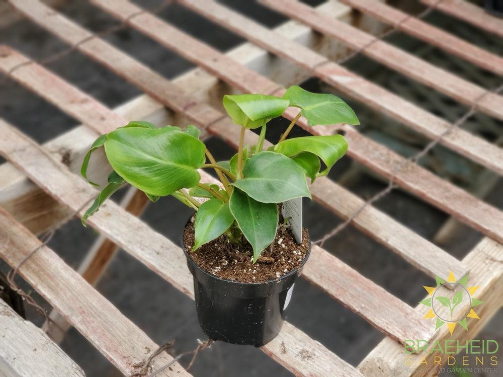 Philodendron Burle Marx