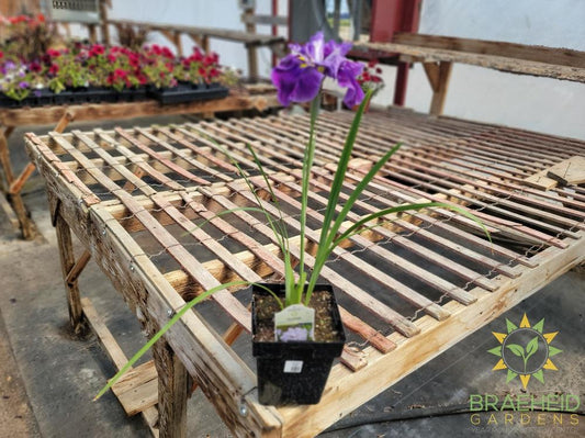 Iris Ensata 'Dinner Plate™ Ice Cream' - NO SHIP -