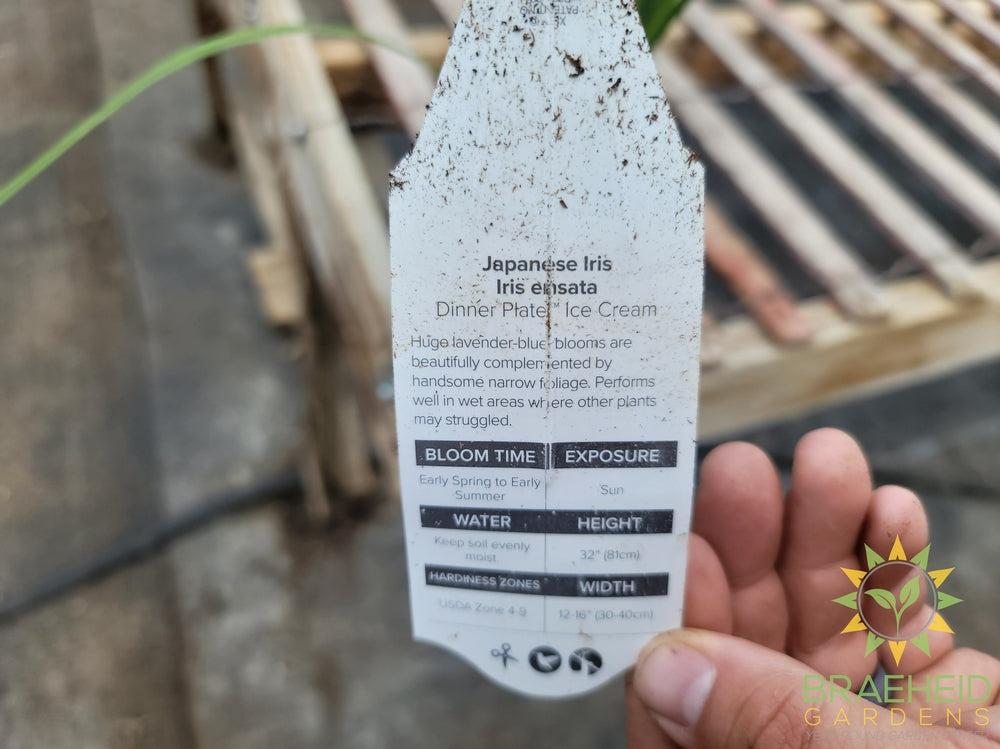 Iris Ensata 'Dinner Plate™ Ice Cream' - NO SHIP -