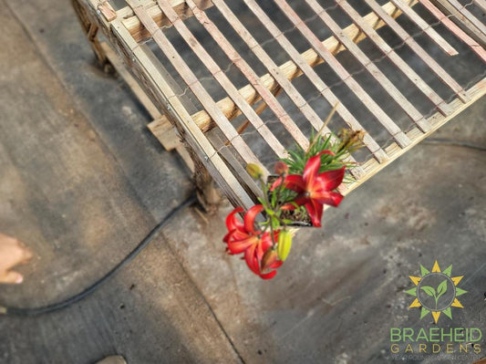 Lilium Tiger Lily 'Red' -NO SHIP-