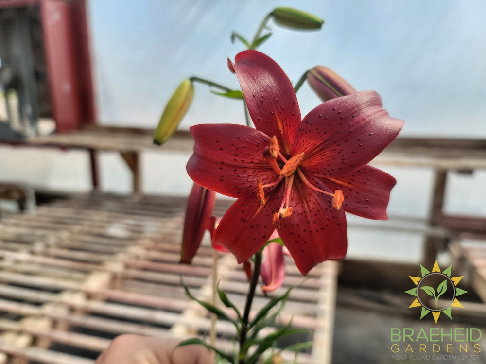 Lilium Tiger Lily 'Red' -NO SHIP-