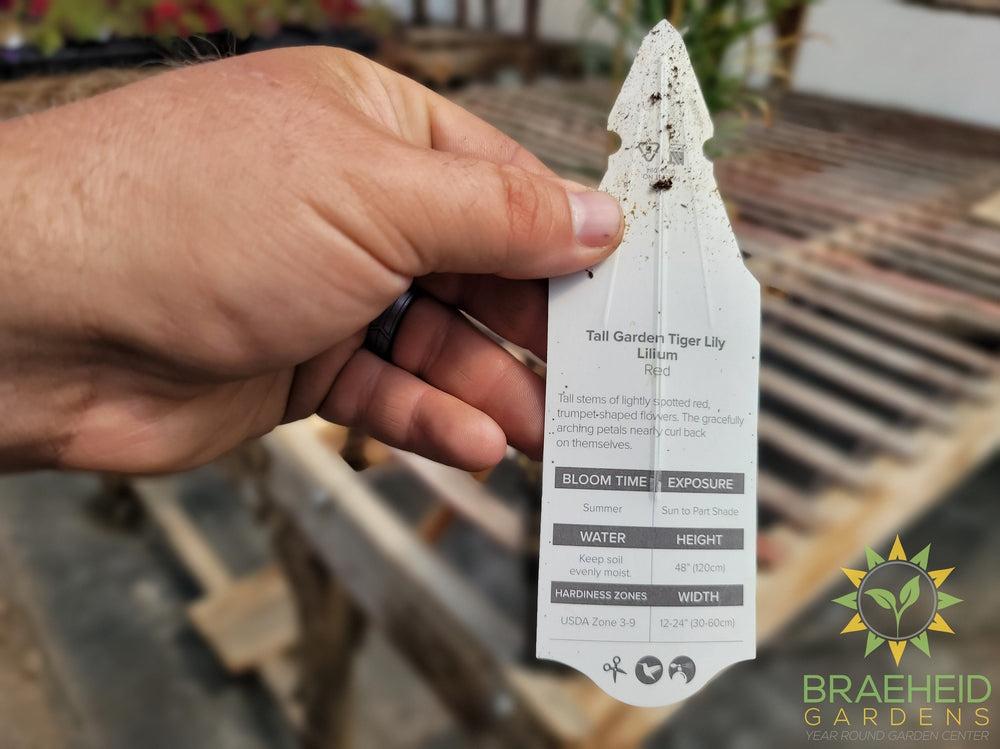 Lilium Tiger Lily 'Red' -NO SHIP-