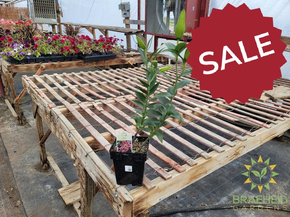 Asiatic Lily 'Stargazer' - NO SHIP -