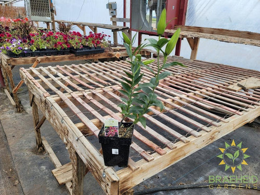 Asiatic Lily 'Stargazer' - NO SHIP -