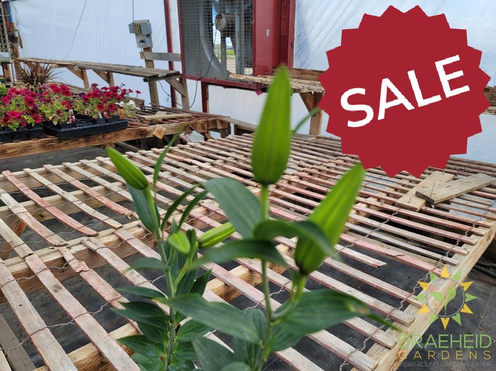 Asiatic Lily 'Stargazer' - NO SHIP -