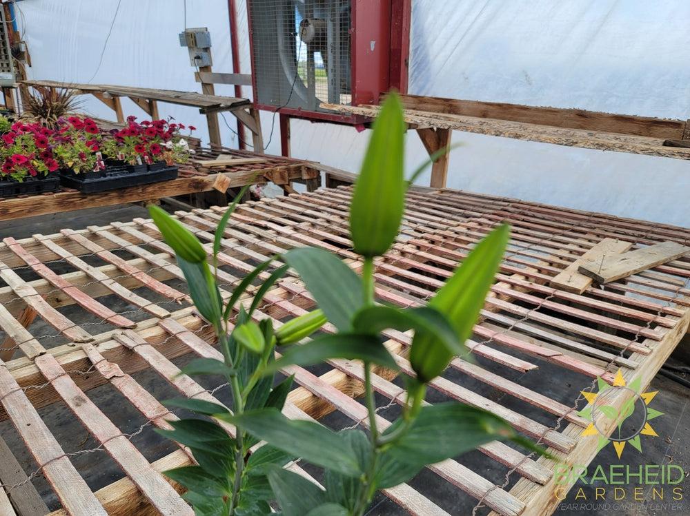 Asiatic Lily 'Stargazer' - NO SHIP -