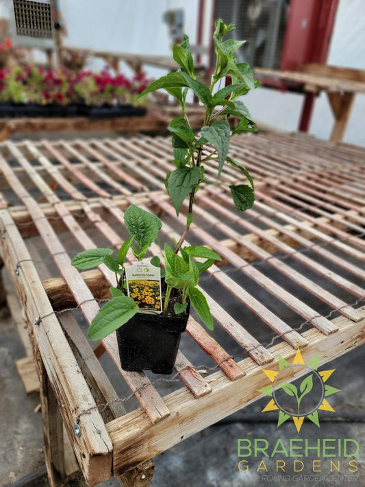 Rudbeckia 'Goldsturm' - NO SHIP -