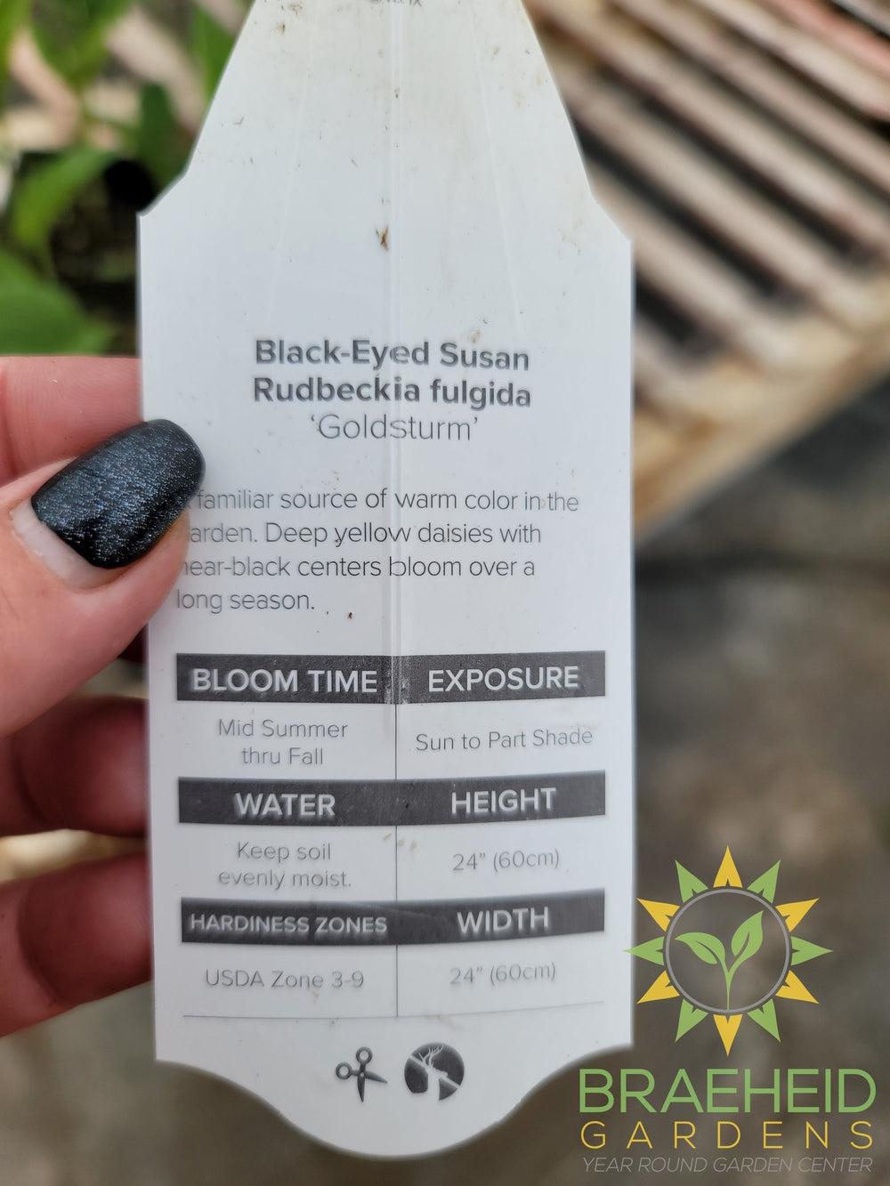 Rudbeckia 'Goldsturm' - NO SHIP -