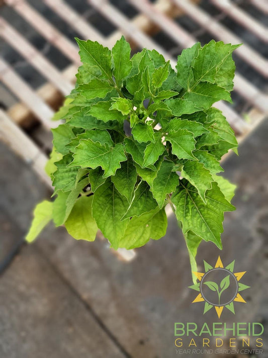 Dahlia 'GoGo Purple' - NO SHIP -