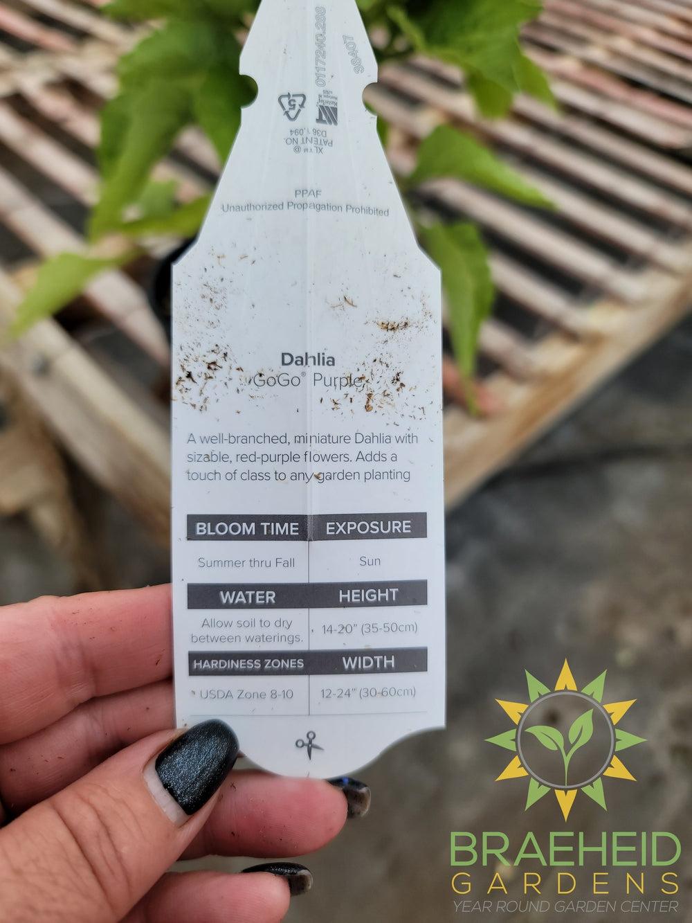 Dahlia 'GoGo Purple' - NO SHIP -