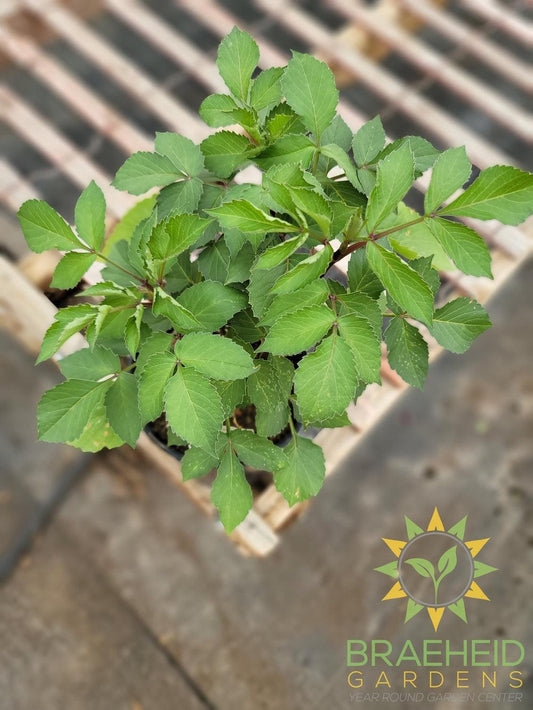 Dahlia 'Babylon Red' - NO SHIP -