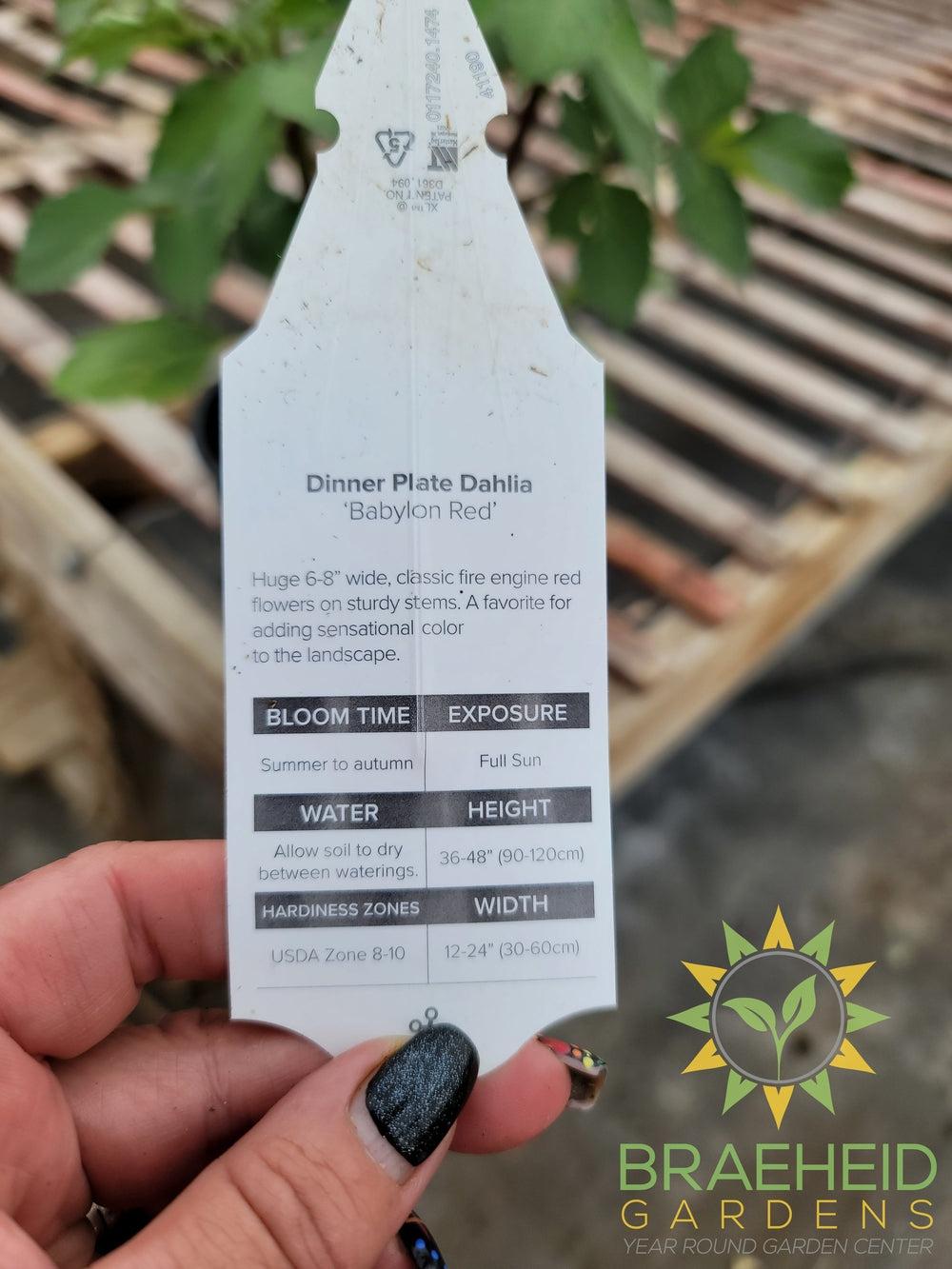 Dahlia 'Babylon Red' - NO SHIP -
