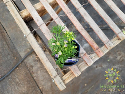 Delphinium Larkspur 'Summer Clouds' -NO SHIP-