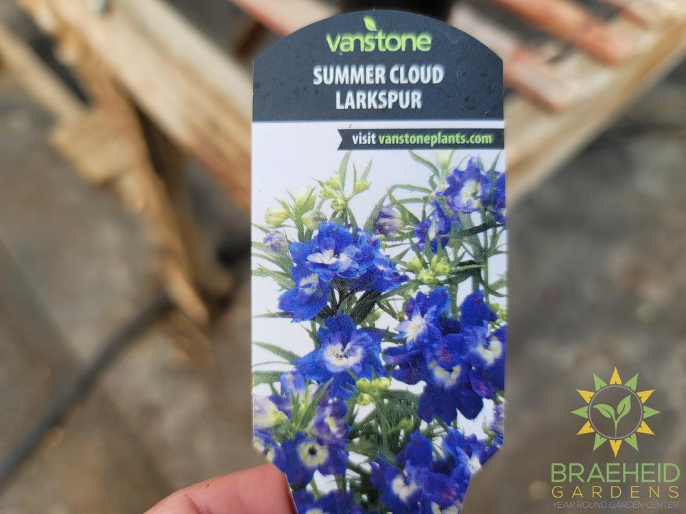Delphinium Larkspur 'Summer Clouds' -NO SHIP-