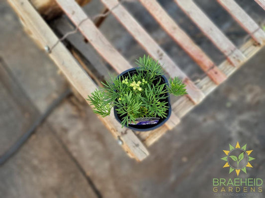 Delphinium Larkspur 'Summer Nights' -NO SHIP-