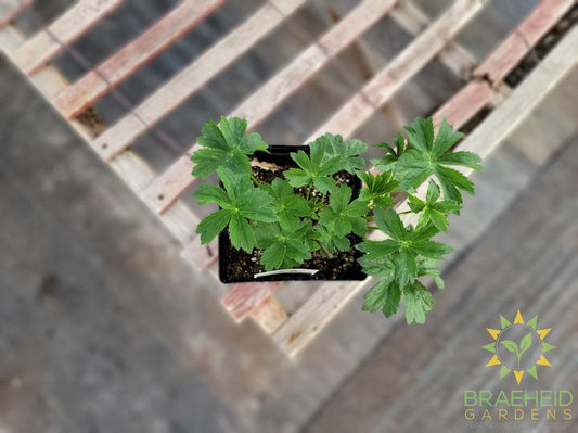 Astrantia 'Star of Beauty' - NO SHIP -