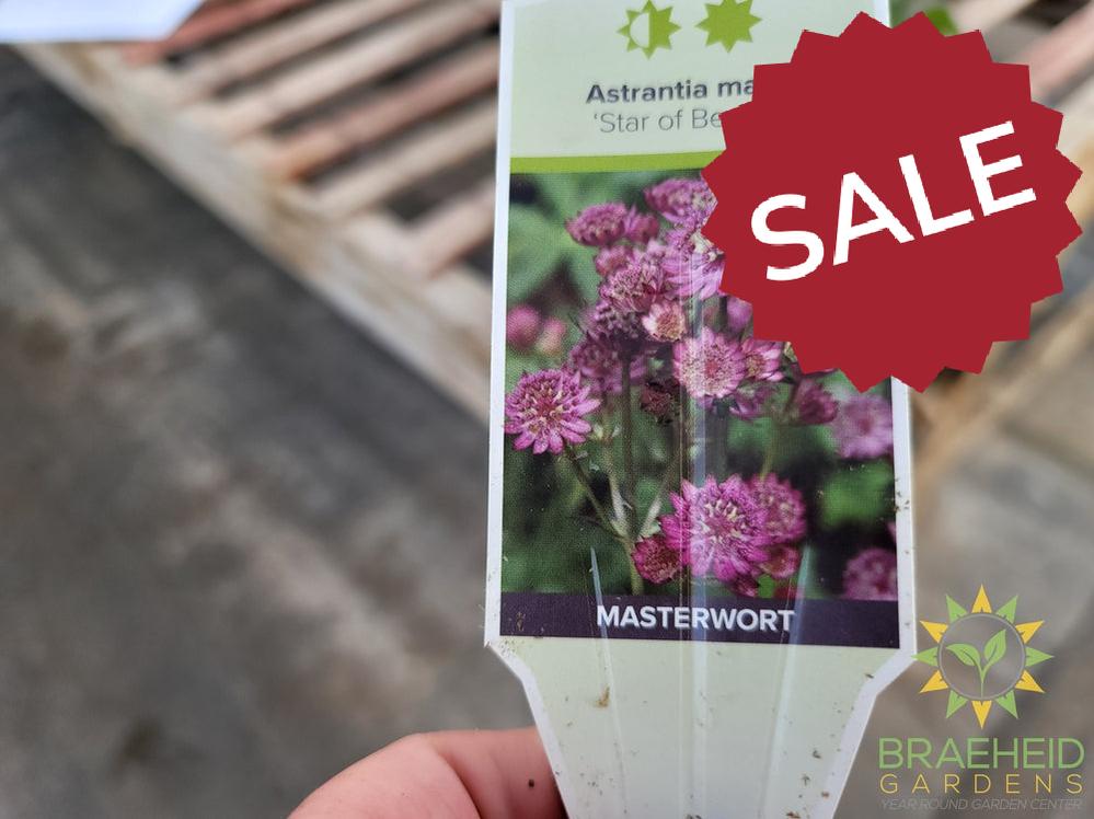 Astrantia 'Star of Beauty' - NO SHIP -