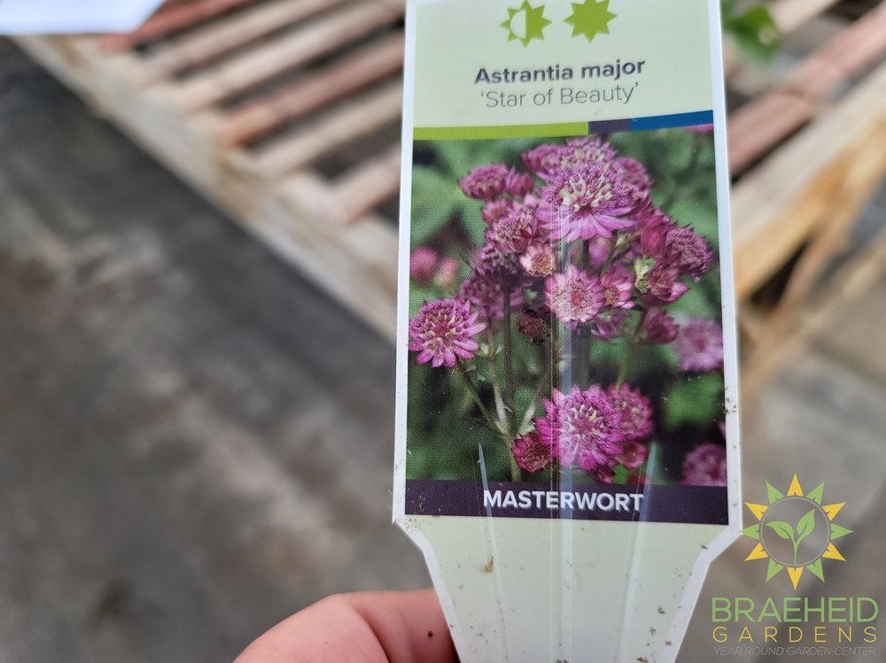 Astrantia 'Star of Beauty' - NO SHIP -