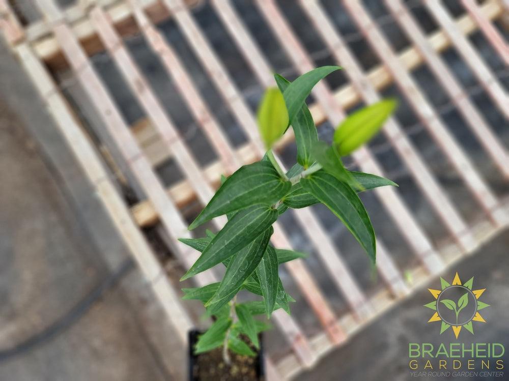 Oriental Lily Starfighter - NO SHIP -