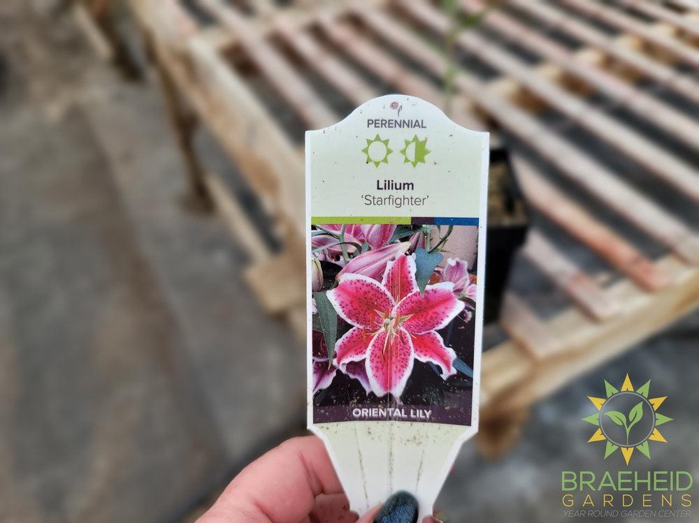 Oriental Lily Starfighter - NO SHIP -