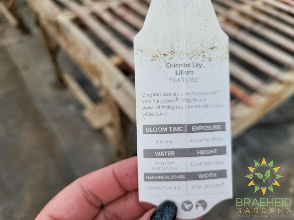 Oriental Lily Starfighter - NO SHIP -