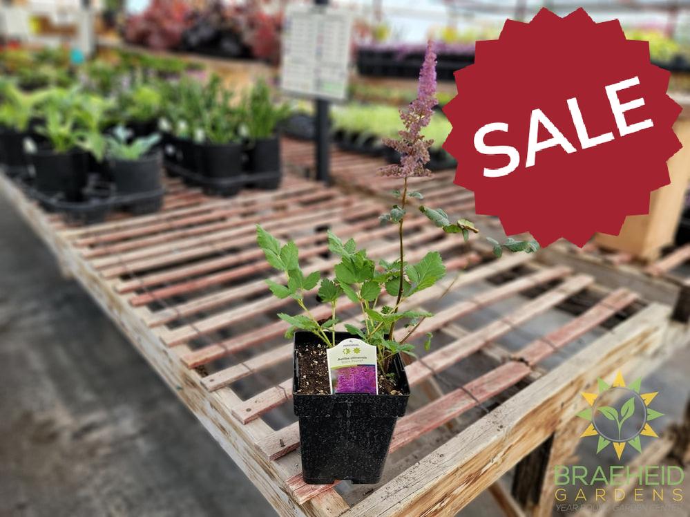 Astilbe 'Black Pearls' - NO SHIP -