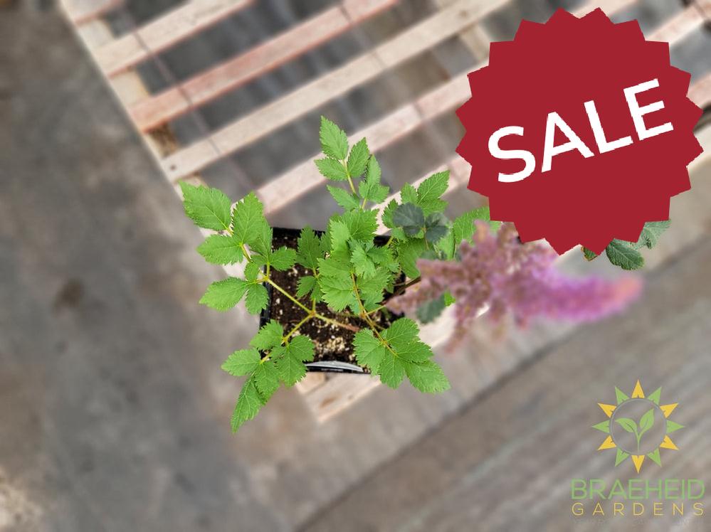 Astilbe 'Black Pearls' - NO SHIP -