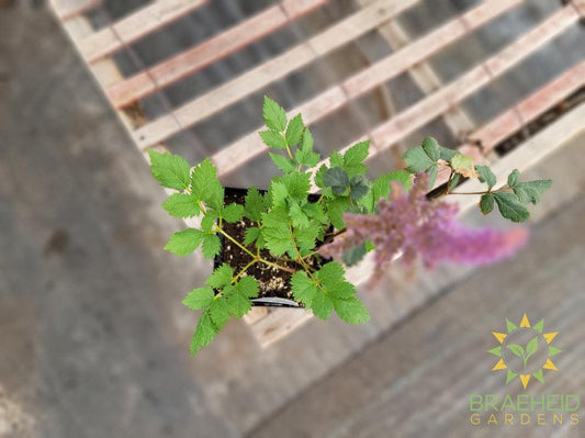 Astilbe 'Black Pearls' - NO SHIP -