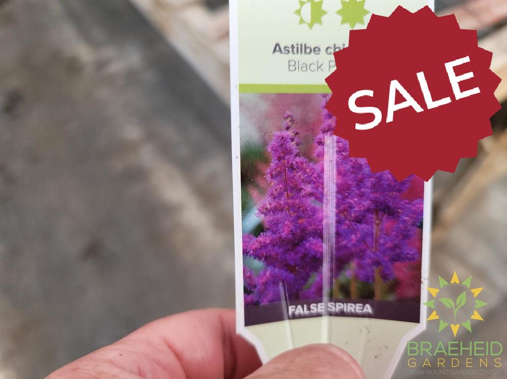 Astilbe 'Black Pearls' - NO SHIP -