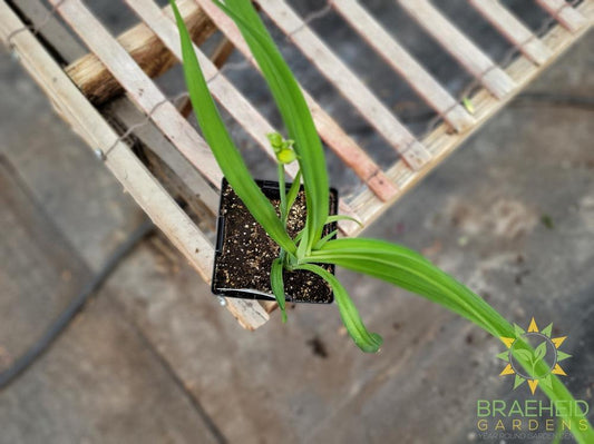 Daylily 'Calico Jack' - NO SHIP -