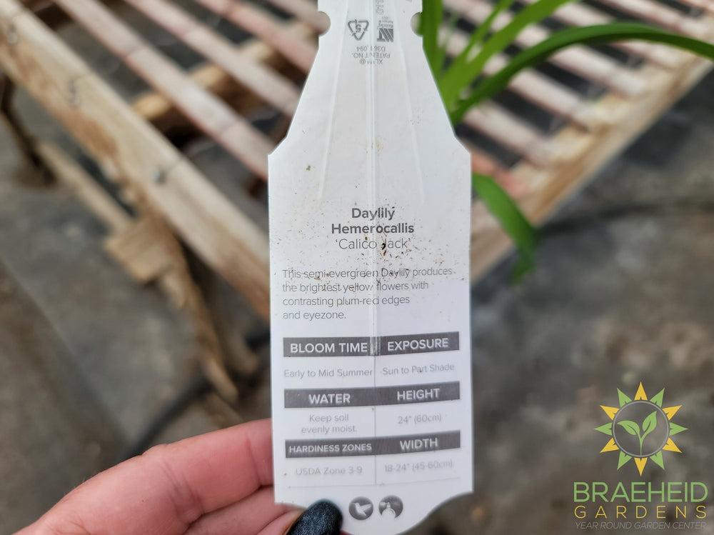Daylily 'Calico Jack' - NO SHIP -
