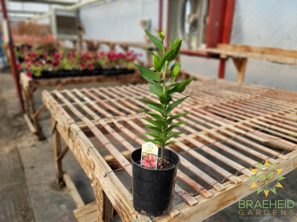 Oriental Lily 'Sunny Camino' - NO SHIP -