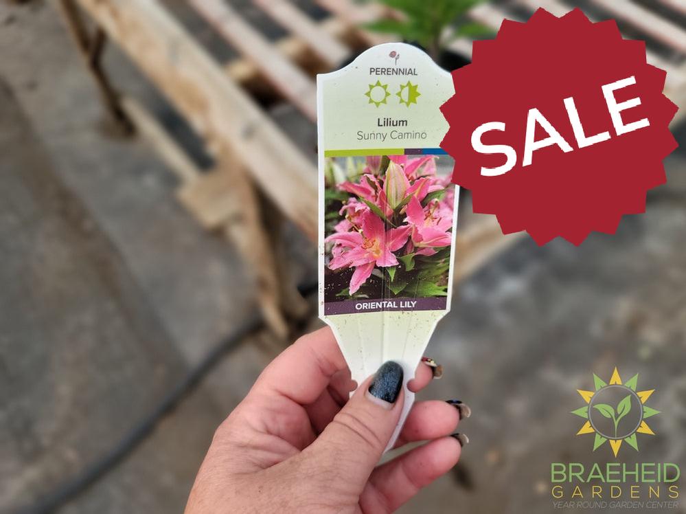 Oriental Lily 'Sunny Camino' - NO SHIP -