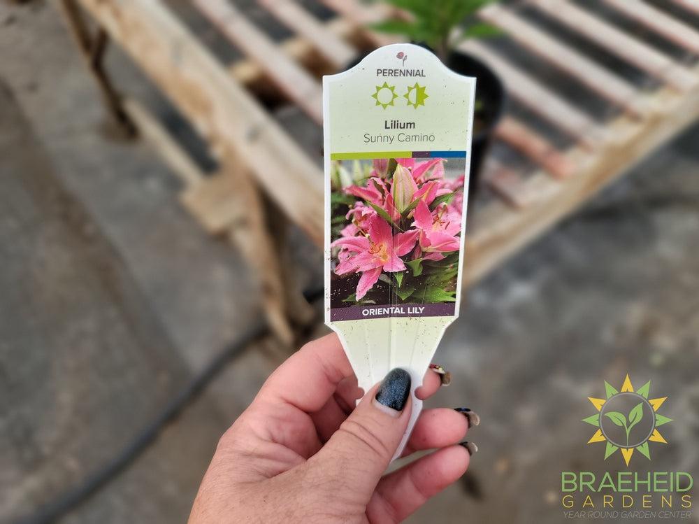 Oriental Lily 'Sunny Camino' - NO SHIP -