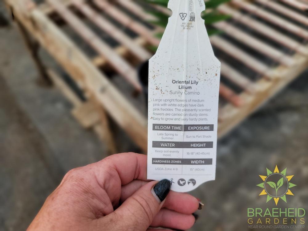Oriental Lily 'Sunny Camino' - NO SHIP -