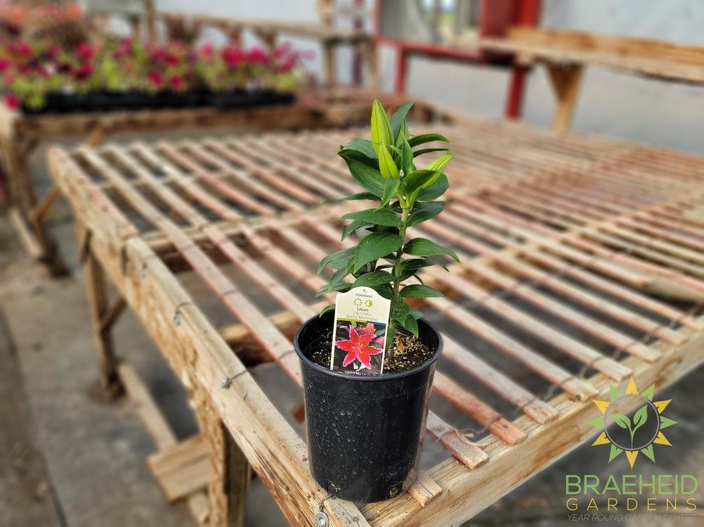Oriental Lily 'Sunny Martinique' - NO SHIP -