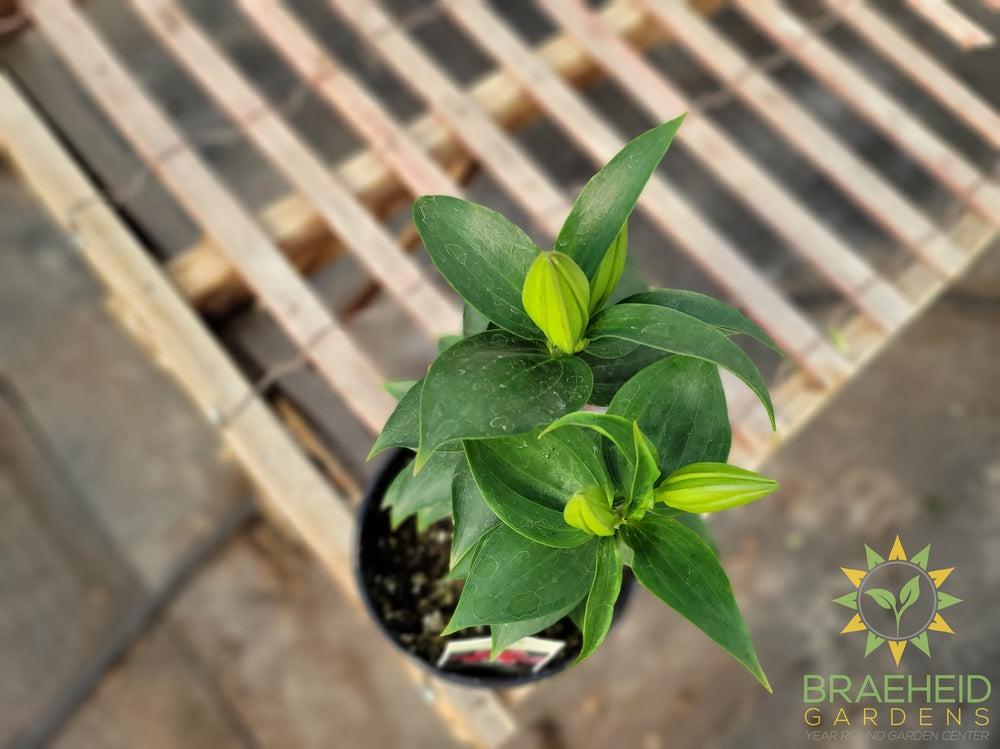 Oriental Lily 'Sunny Martinique' - NO SHIP -