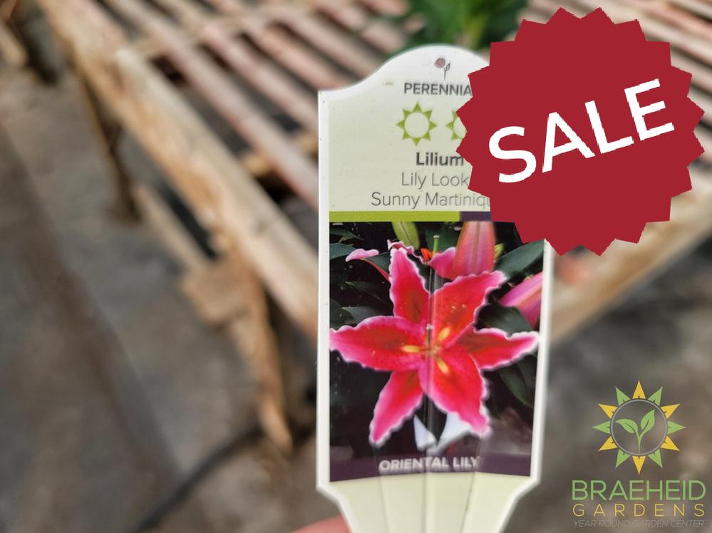 Oriental Lily 'Sunny Martinique' - NO SHIP -