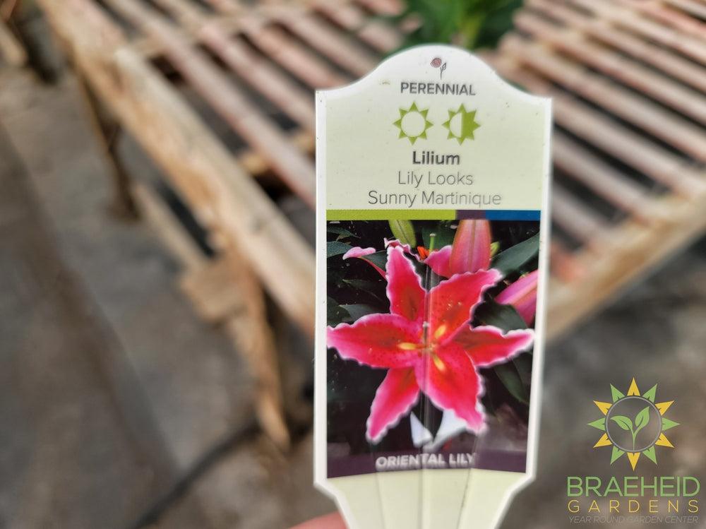 Oriental Lily 'Sunny Martinique' - NO SHIP -