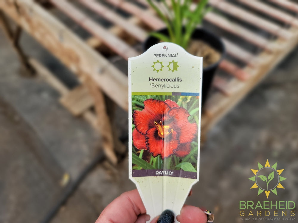 Daylily 'Berrylicious' - NO SHIP -